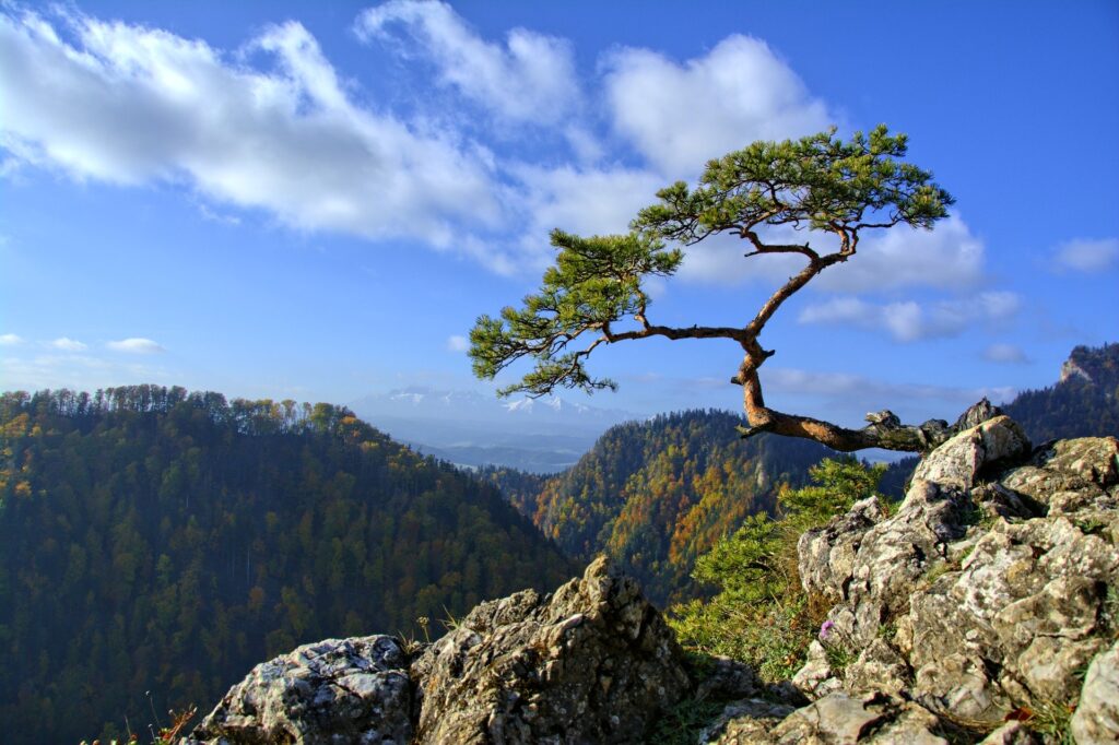 Pieniny mountains - Sokolica summit
