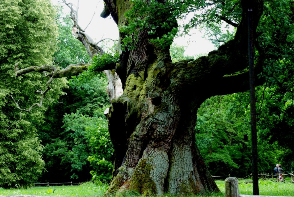 Rogalin - Oak