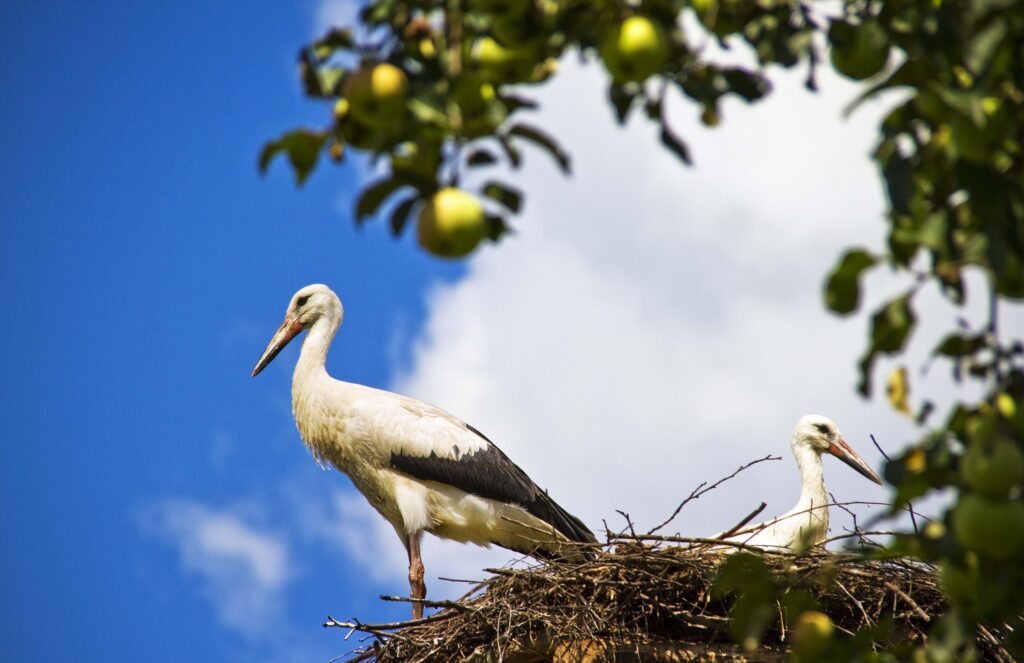 Podlasie region - storks